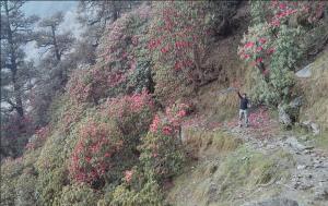 Colors on the Way—Rhododendrons in Bloom while trekking in india
