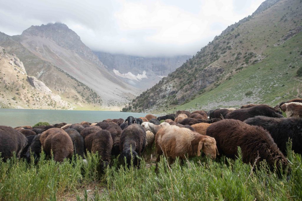 Sheep graze alongside the largest Kulaikalon Lake in the Fann Mountains of Tajikistan.