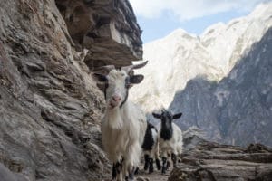 Tiger Leaping Gorge Goats on Trail