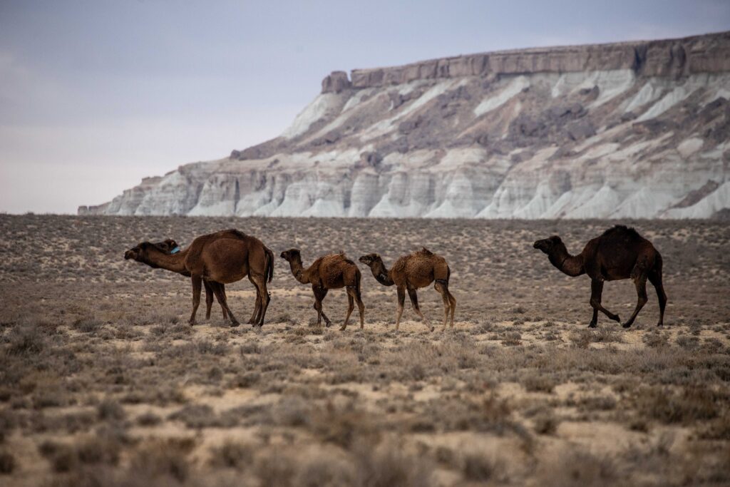 Camels at the foot of Yangykala